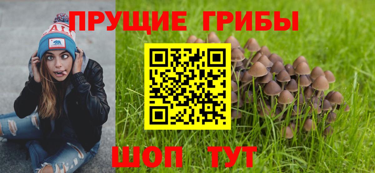 Заволжье  Галлюциногенные грибы прущие грибы  Вход с VPN 